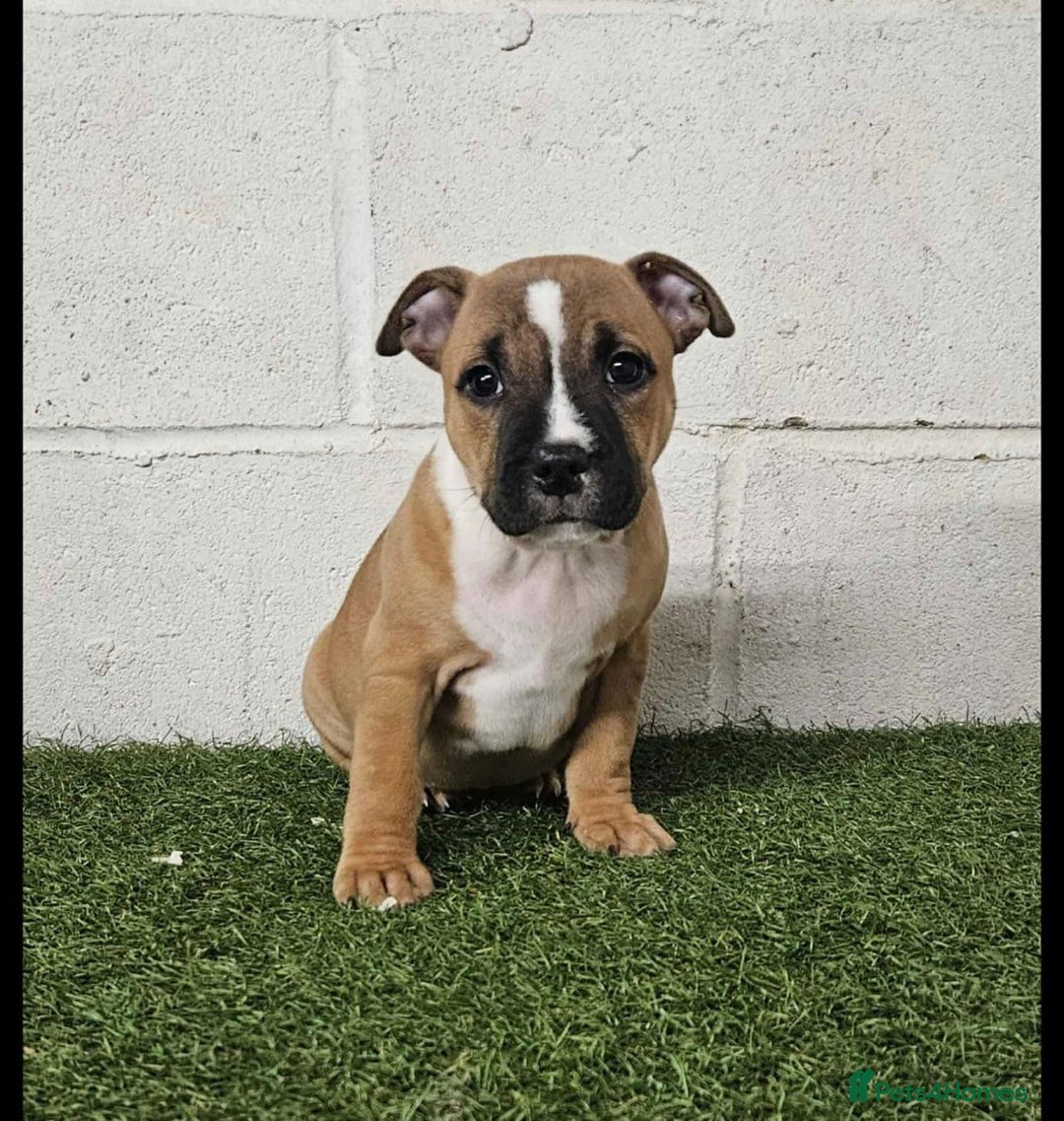 Staffordshire Bull Terrier dogs for sale: Kc Staffordshire bull terrier puppies  - Image 6
