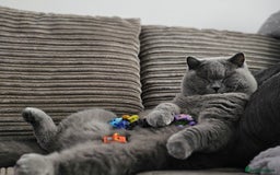 British Shorthair cats for sale: The loveliest calm boy Gandalf the Grey - Image 7