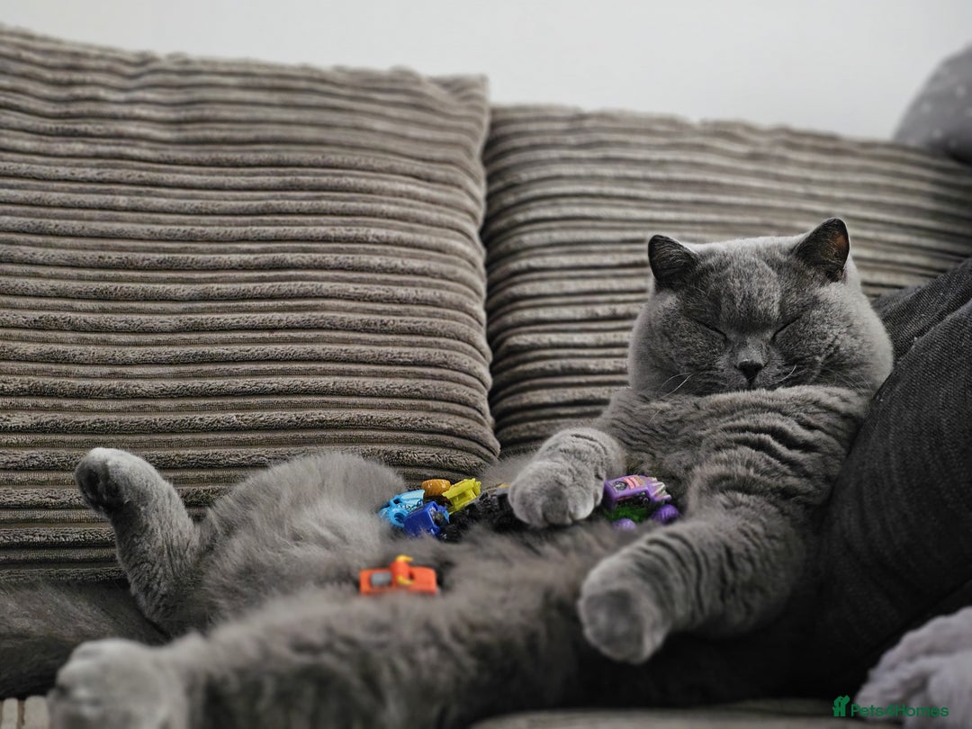 British Shorthair cats for sale: The loveliest calm boy Gandalf the Grey - Image 7