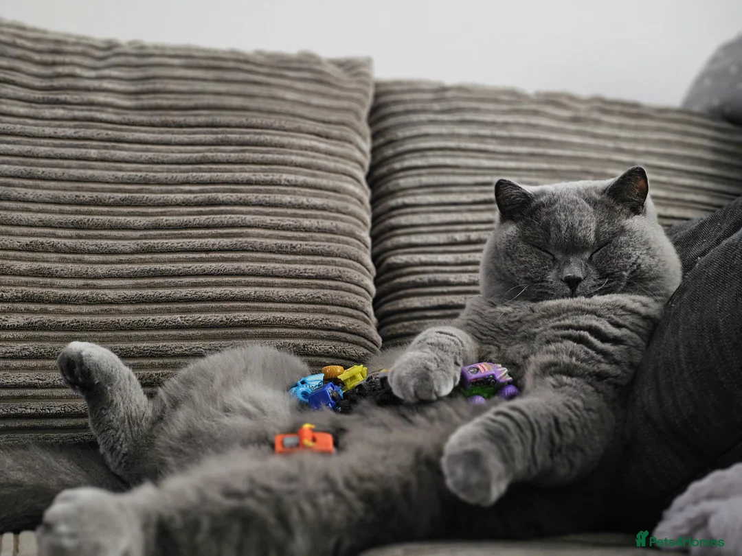 British Shorthair cats for sale: Gorgeous Fluffy Cloud 3yr old Gandalf - Advert 9