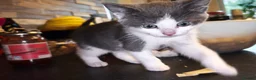 British Shorthair cats for sale: Kittens 🐈🐈🐈 in Bristol - Advert 17