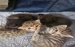 Mixed Breed cats for sale: 4 kittens available  - Image 1