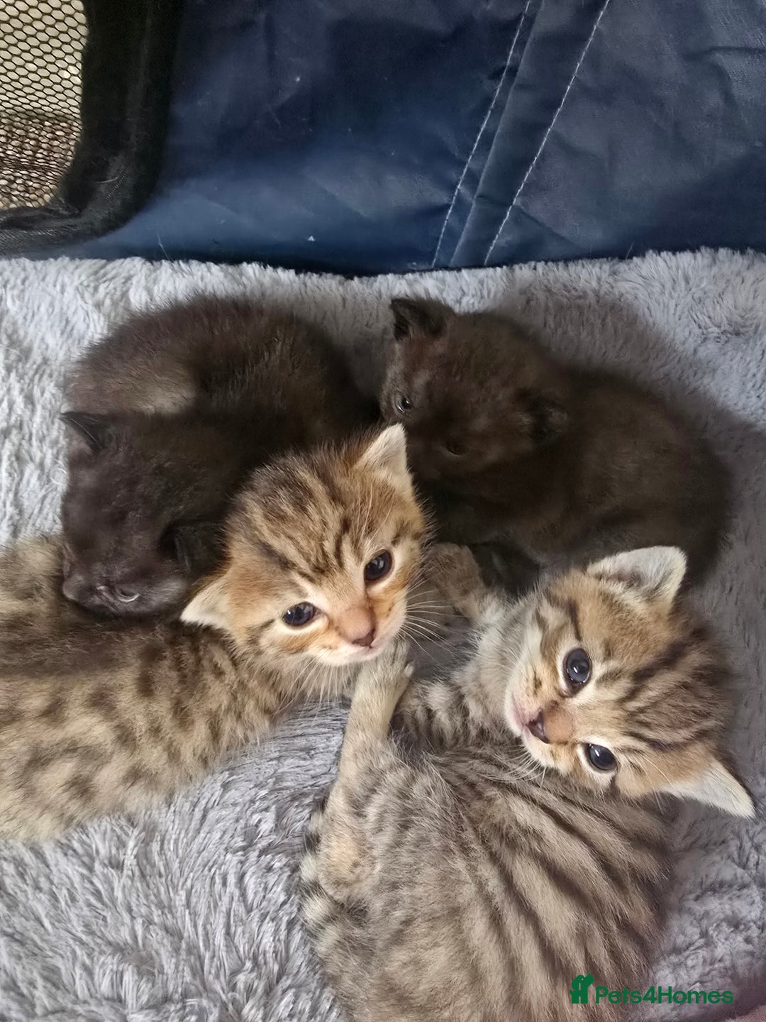 Mixed Breed cats for sale: 4 kittens available  - Image 1