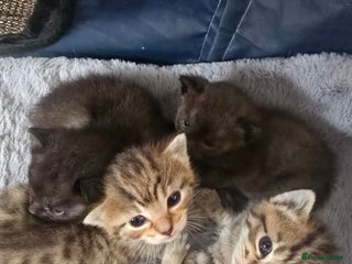 Mixed Breed cats - Advert 18