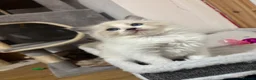 Ragdoll cats for sale: Bicolour ragdoll with a mismark - Advert 8