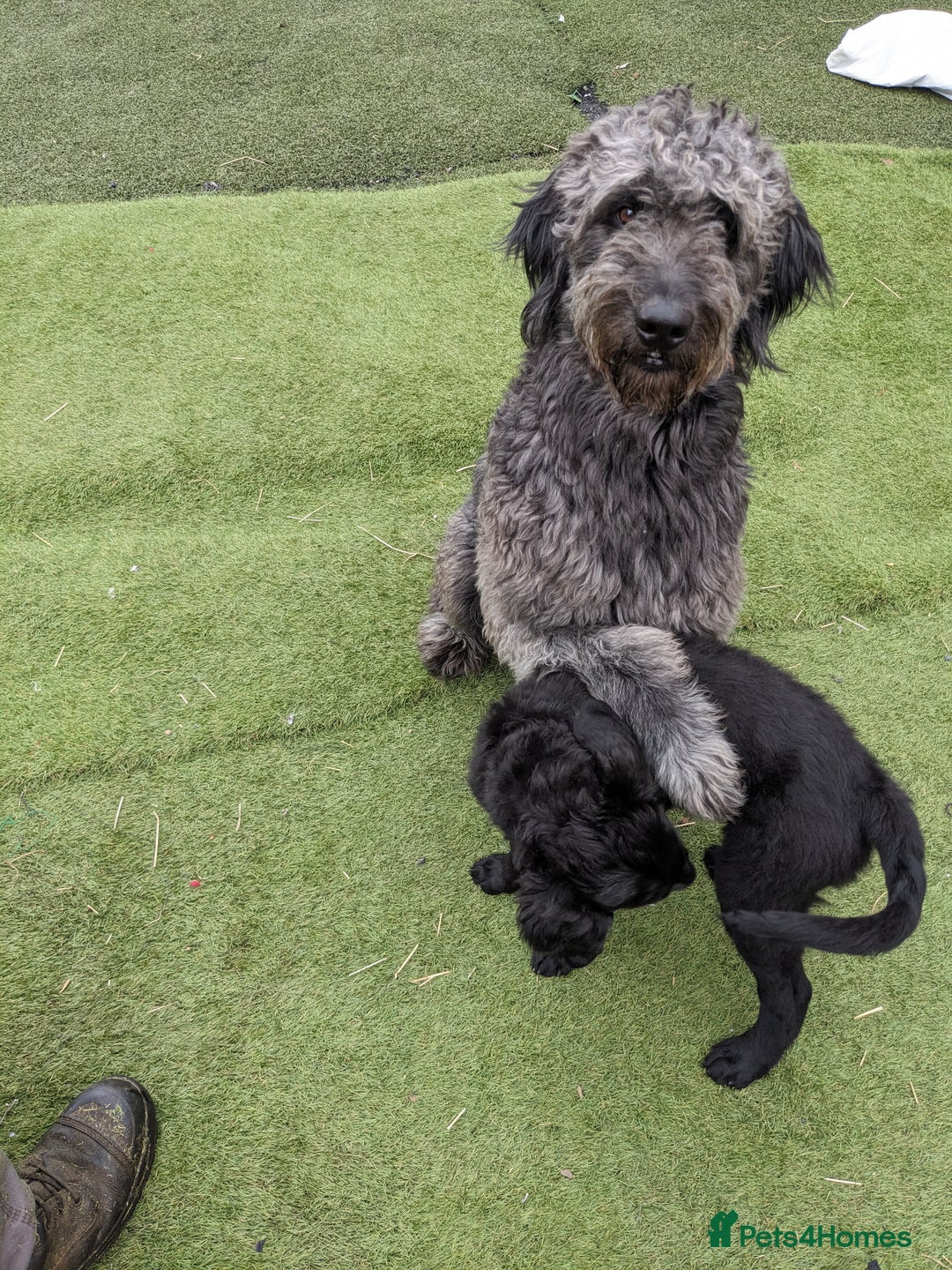 Goldendoodle dogs for stud: Frankie doodle for stud only  - Advert 4