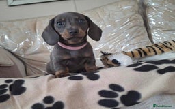 Miniature Dachshund dogs for sale: Miniature dachshund puppies - Image 7