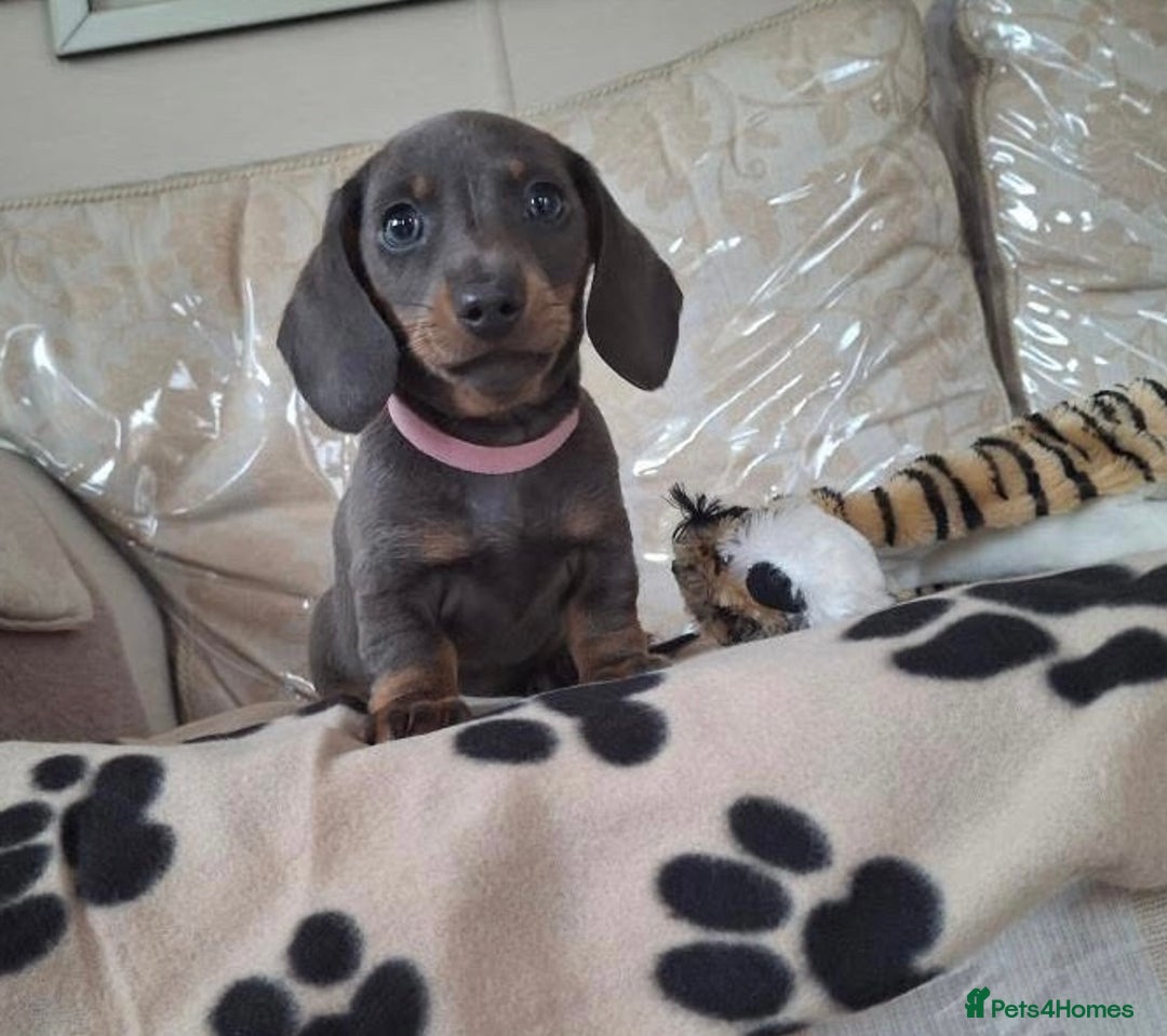 Miniature Dachshund dogs for sale: Miniature dachshund puppies - Image 7