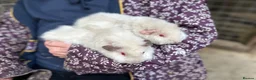 Guinea Pig rodents for sale: Young female guinea pigs 16 weeks - Advert 5