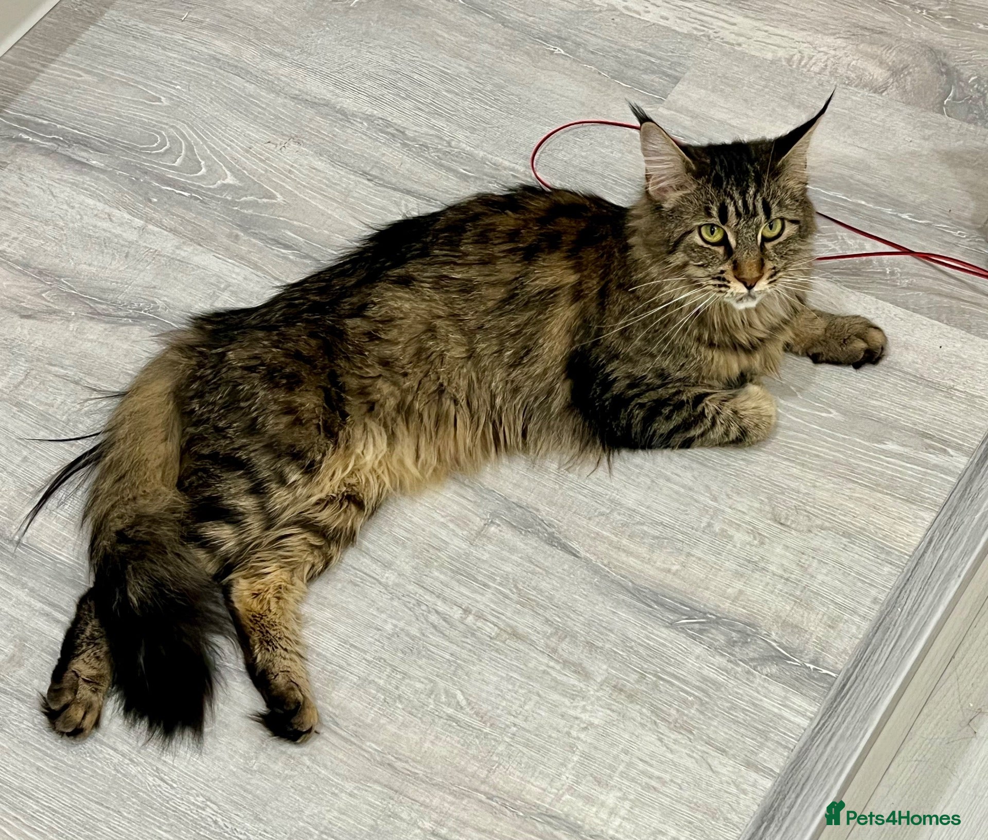 Maine Coon cats Half Maine Coon kittens  - Advert 5