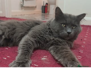 Maine Coon cats in Coventry - Advert 1