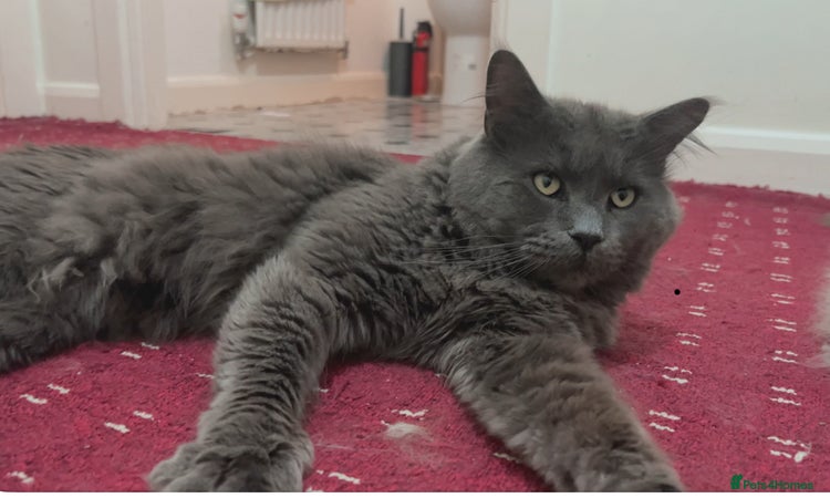 Maine Coon cats in Coventry - Advert 10