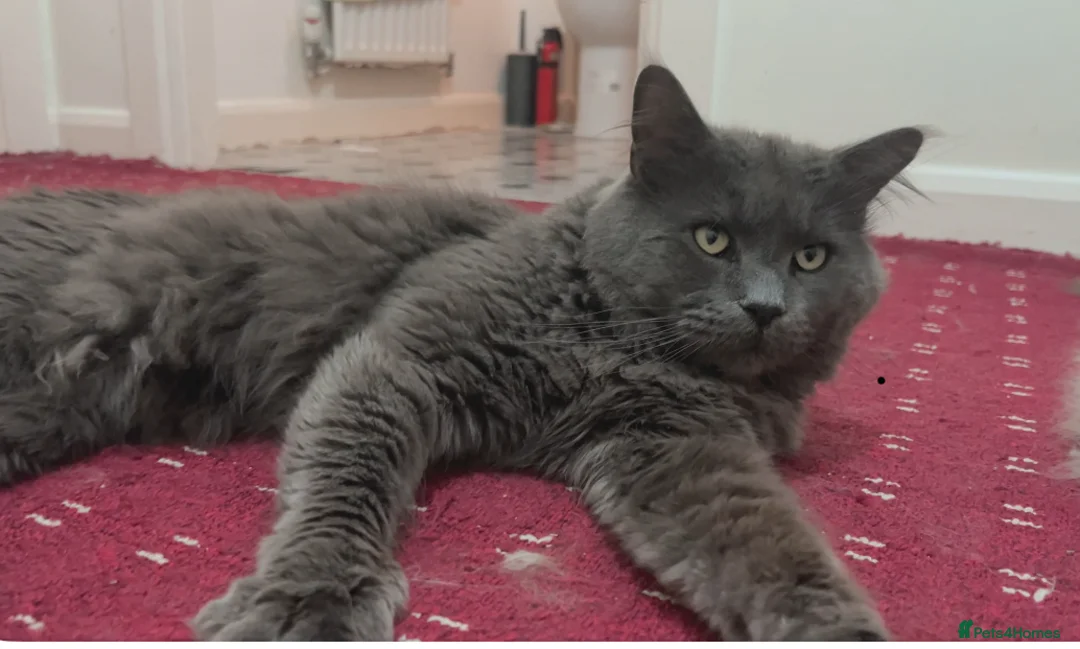 Maine Coon cats for stud: maine coon stud in Coventry - Advert 3