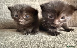 Mixed Breed cats for sale: Kittens 3 girls - Image 5