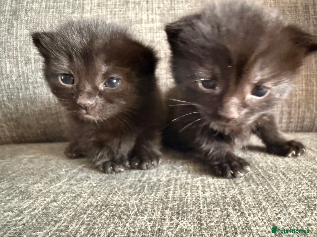 Mixed Breed cats for sale: Kittens 3 girls - Image 5
