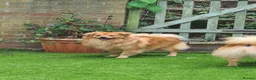 Pomeranian dogs for sale: 2 puppy boy - Advert 3
