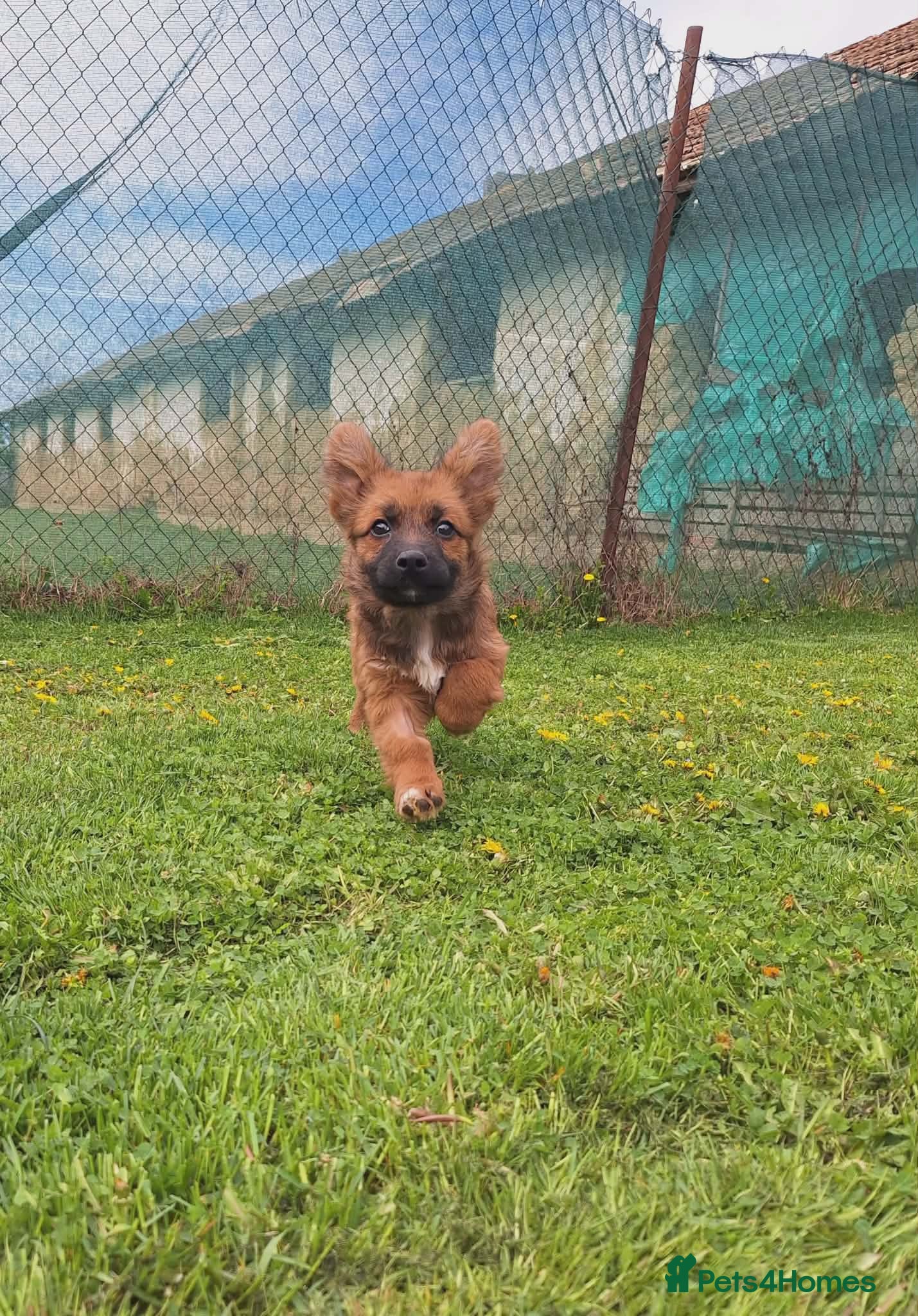 Mixed Breed dogs Bubbles for adoption - Advert 5