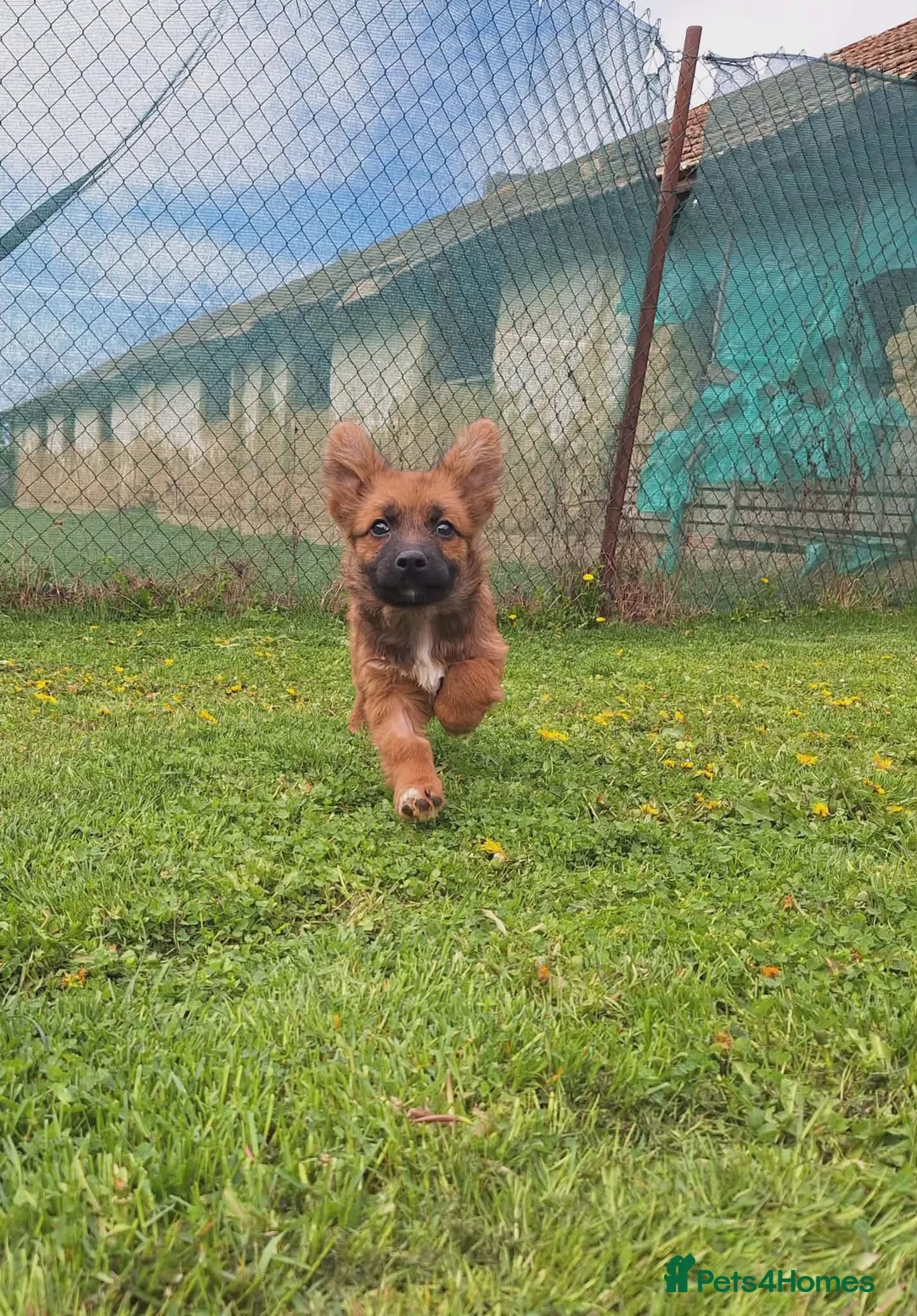 Mixed Breed dogs for adoption: Bubbles for adoption in Macclesfield - Advert 1