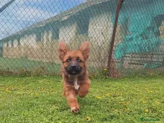 Mixed Breed dogs Bubbles for adoption - Advert 5