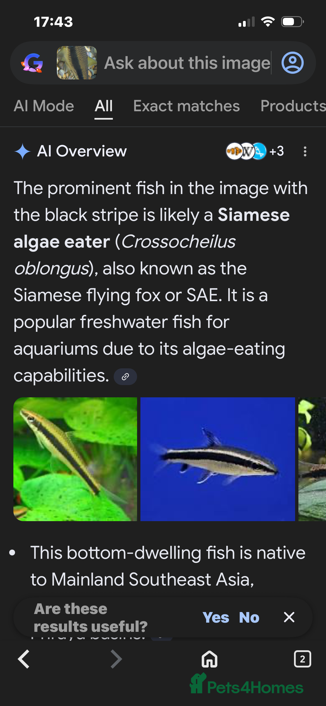 Other/Mixed Breed fish for sale: Fish and 180 litre fish tank free to a good home - Advert 5