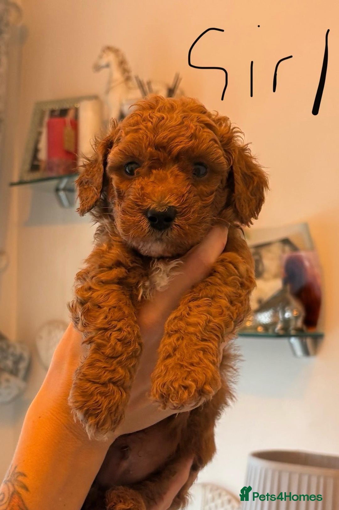 Poochon dogs for sale: Beautiful poochon puppies - Image 9