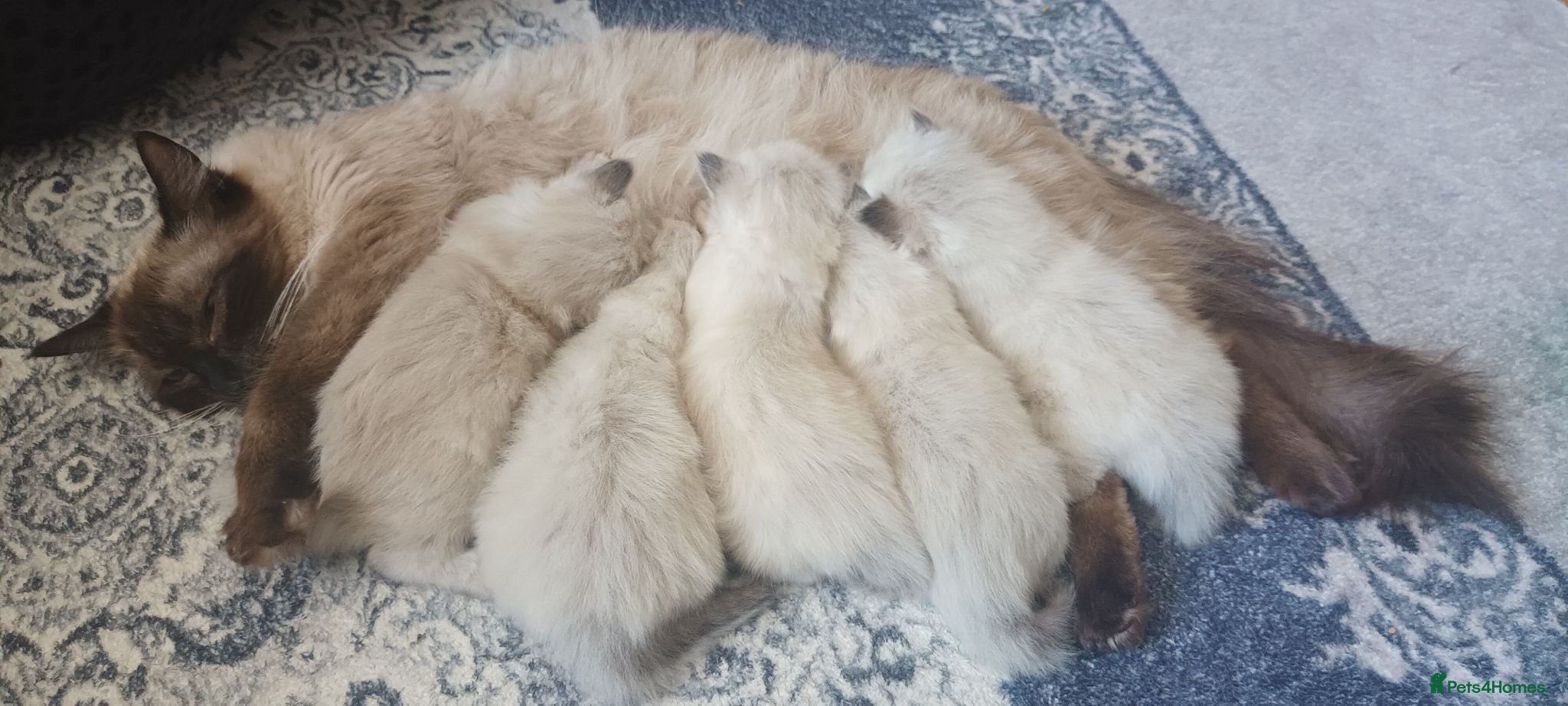 Ragdoll cats 5 purebred ragdoll kittens for sale - Advert 1
