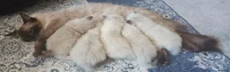 Ragdoll cats for sale: 5 purebred ragdoll kittens for sale in Cardiff - Advert 1