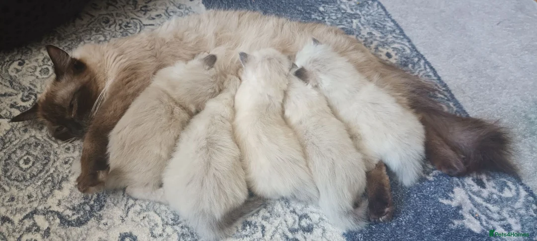 Ragdoll cats for sale: 5 purebred ragdoll kittens for sale in Cardiff - Advert 1