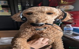 Goldendoodle dogs for sale: Gorgeous Goldendoodles  - Image 12