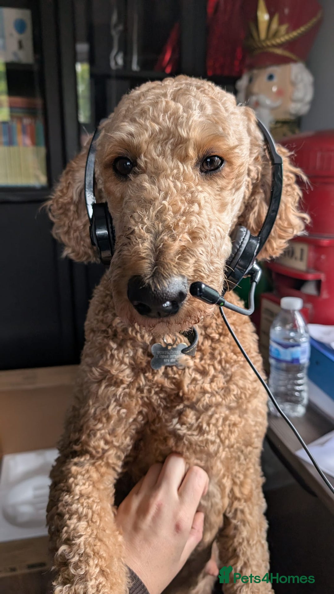 Goldendoodle dogs for sale: Gorgeous Goldendoodles  - Image 12