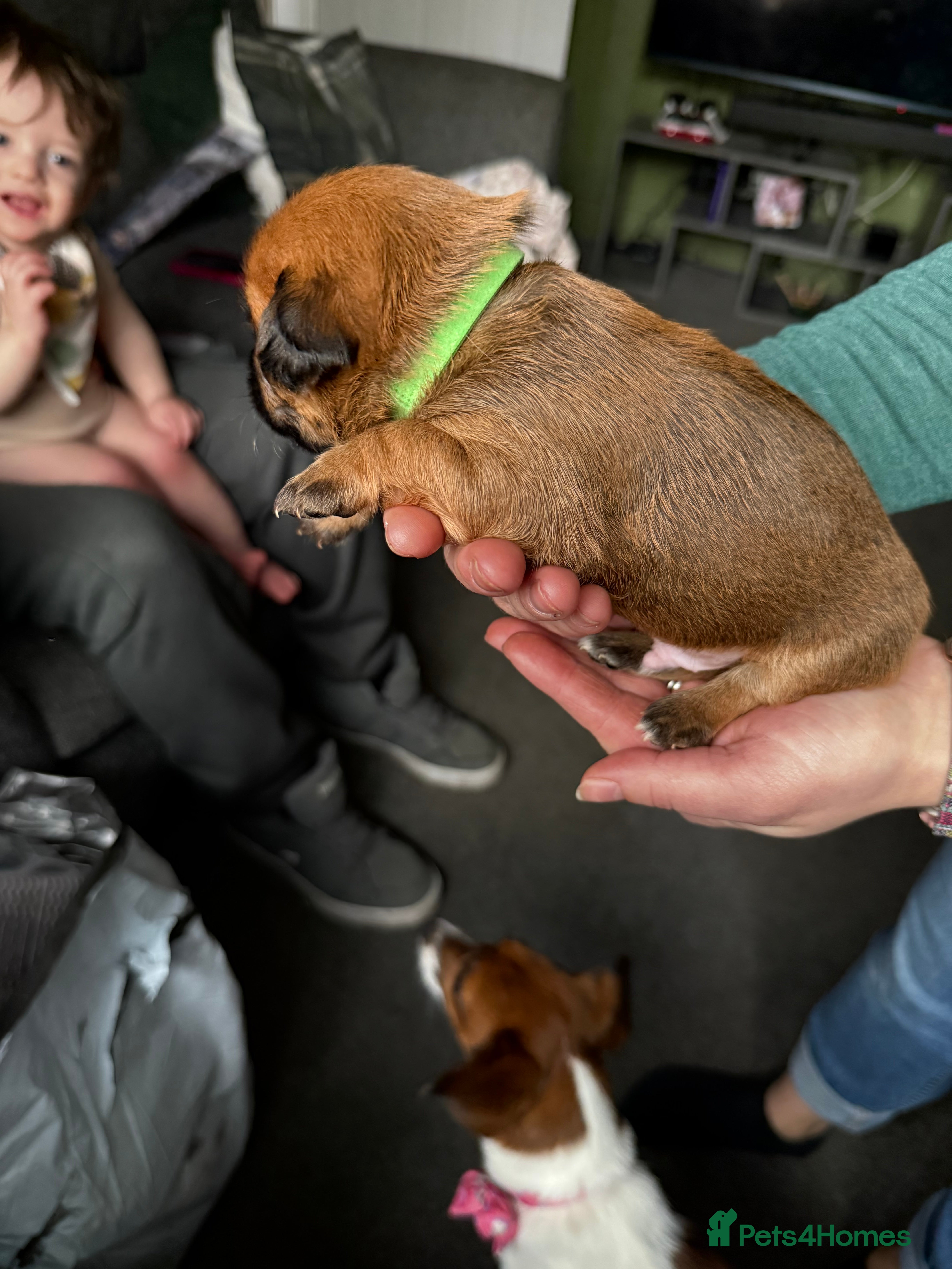 Mixed Breed dogs Jack russel x border terrier puppies - Advert 1