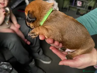 Mixed Breed dogs Jack russel x border terrier puppies - Advert 7