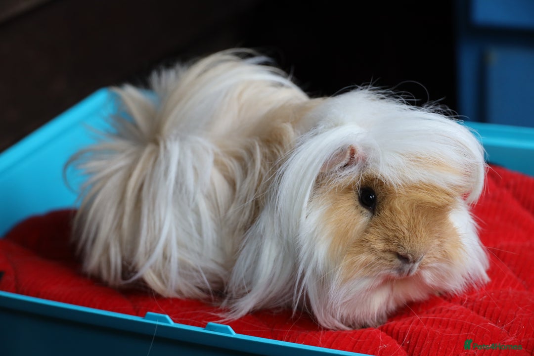 Guinea Pig rodents for sale: Peruvian long haired Boar 8 months old - Advert 4