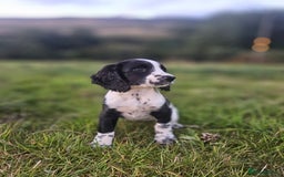 English Springer Spaniel dogs for sale: *Only 3 remaining* Springer spaniel puppies KC Reg - Image 5