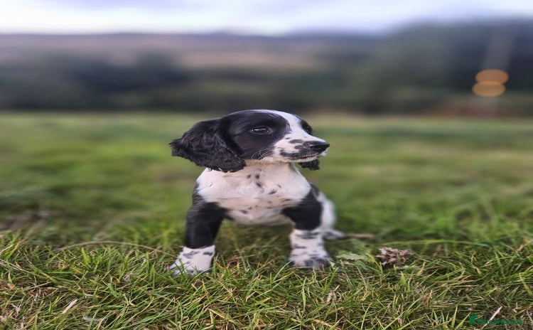 English Springer Spaniel dogs - Advert 2