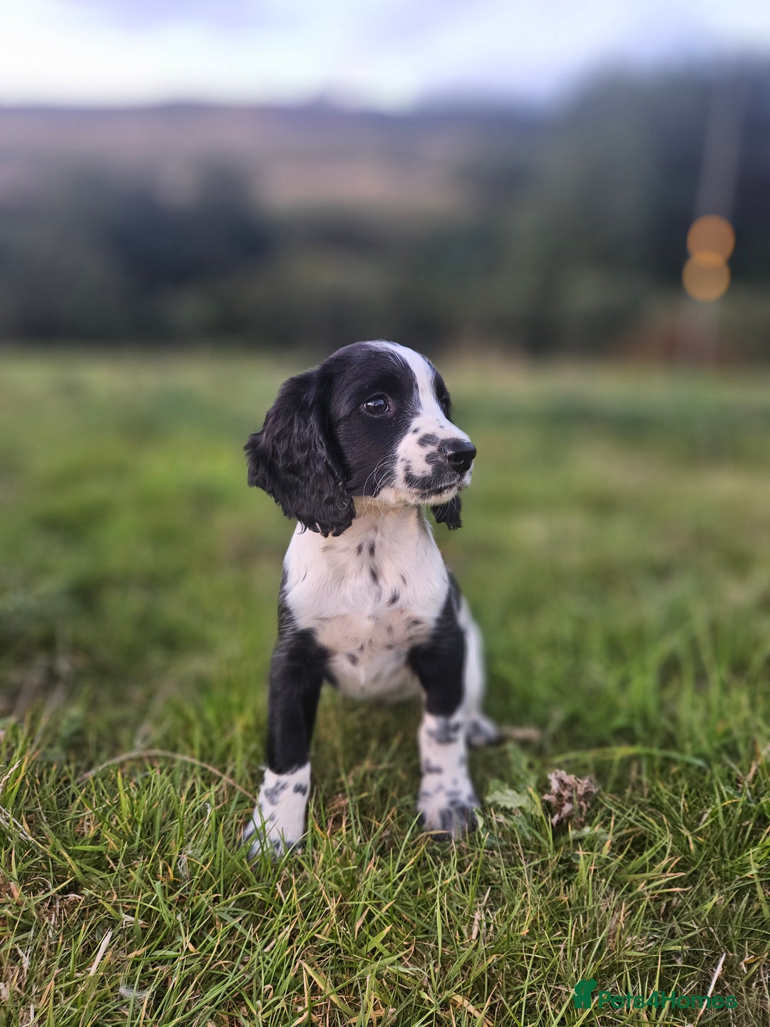 English Springer Spaniel dogs for sale: *Only 3 remaining* Springer spaniel puppies KC Reg - Image 5
