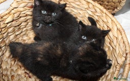 Mixed Breed cats for sale: BRITISH SHORT HAIR MIX  - Image 21