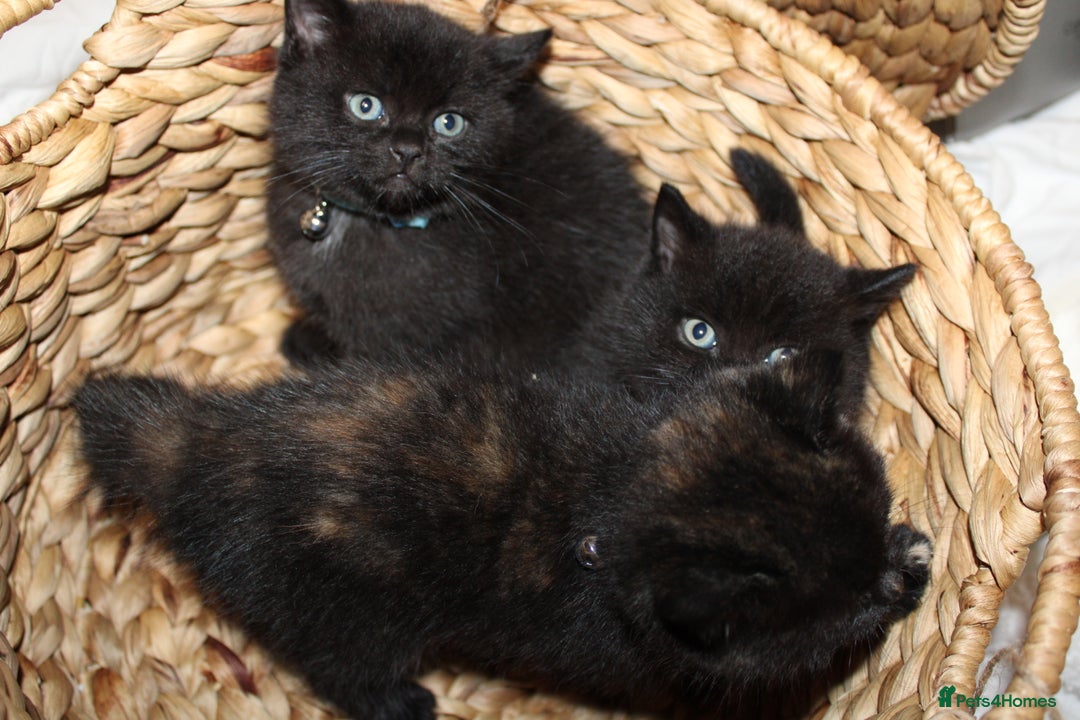 Mixed Breed cats for sale: BRITISH SHORT HAIR MIX  - Image 21