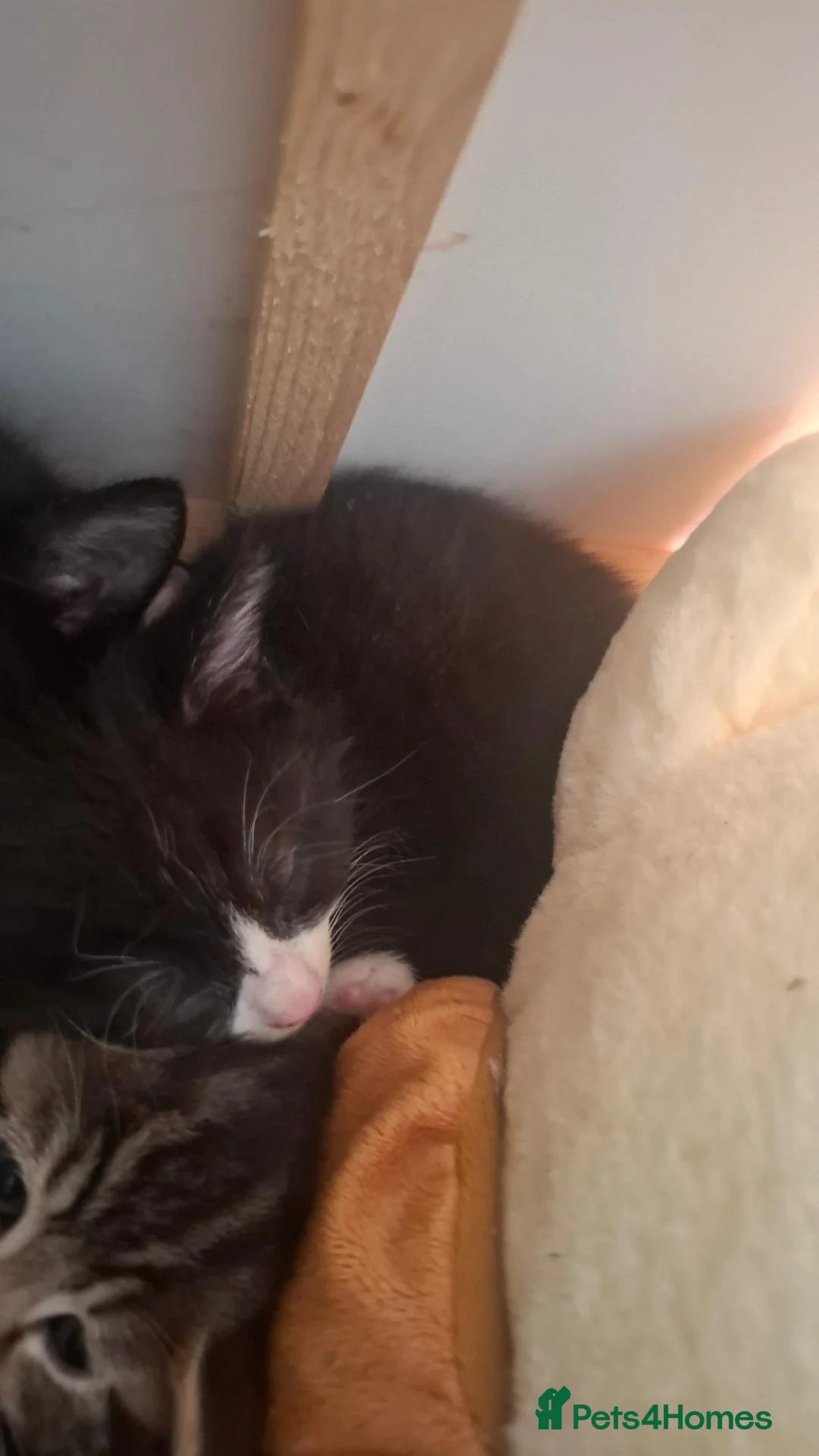 Mixed Breed cats for sale: 5 kittens - Advert 2