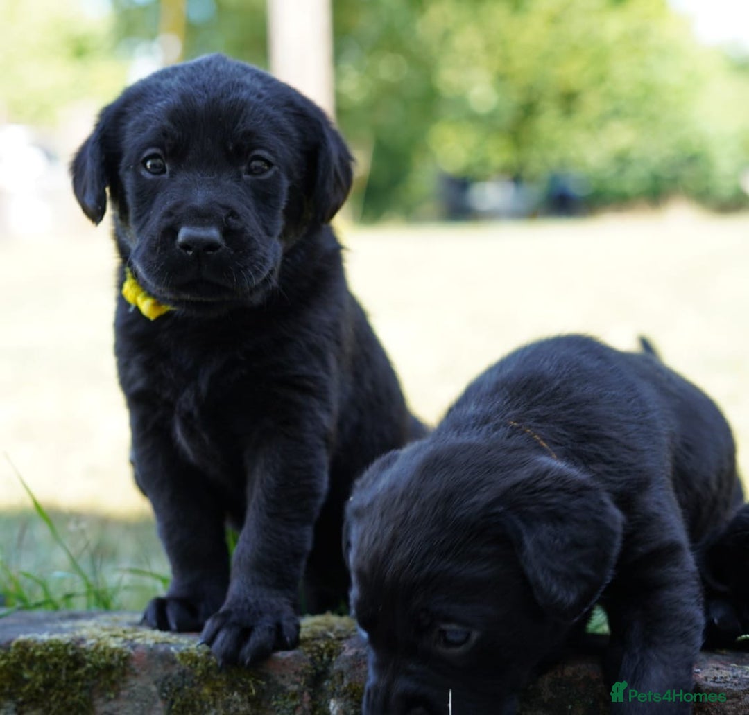Labrador Retriever dogs for sale: Black Pure bred kg reg Labrador for sale  - Image 1