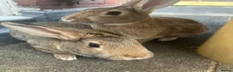 Mixed Breed rabbits for sale: Experienced Home for Bonded Rabbits - Advert 3