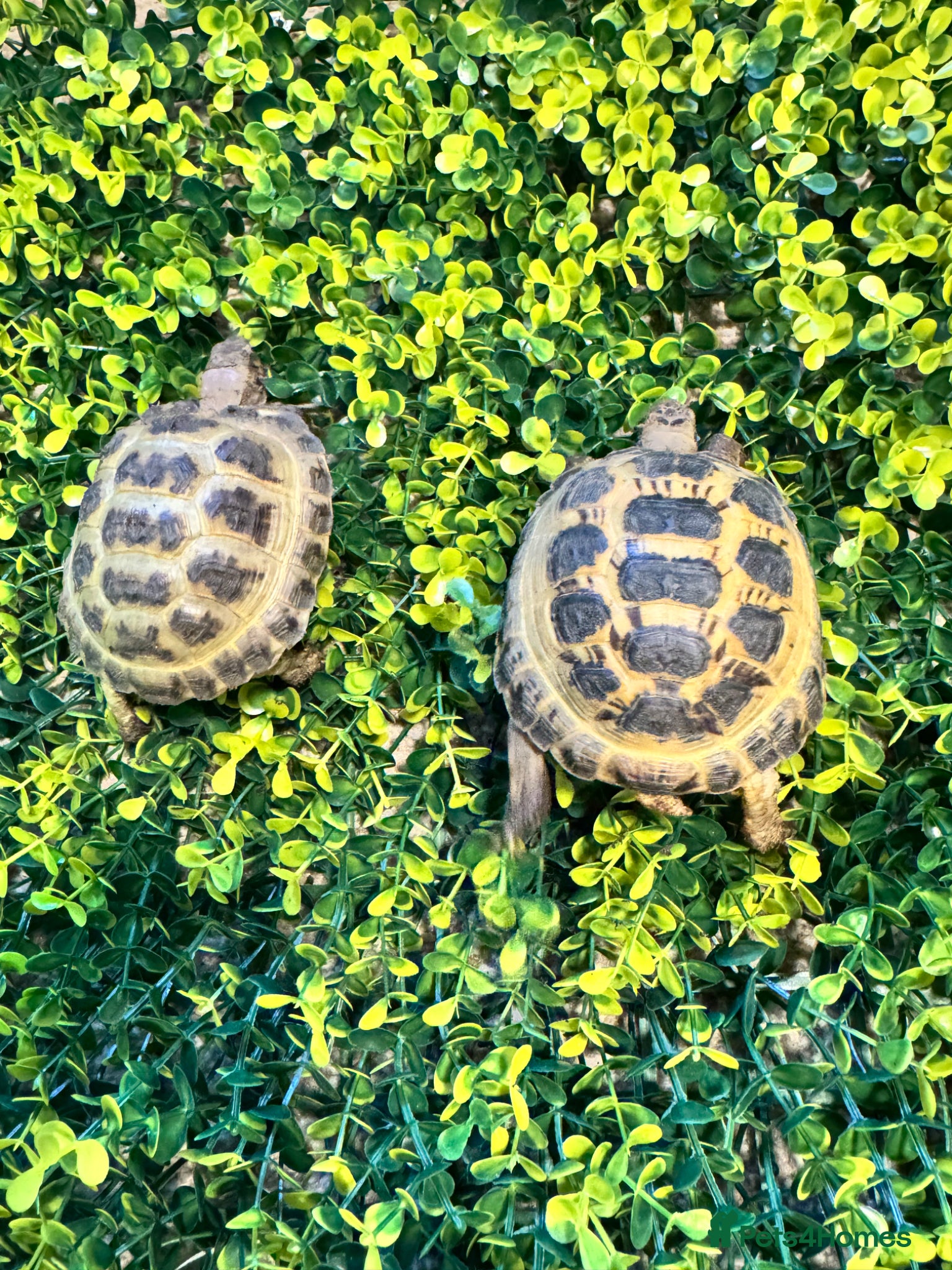 Tortoise reptiles Baby Horsfield Tortoises and Set Ups!! - Advert 2