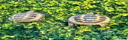 Tortoise reptiles for sale: Baby Horsfield Tortoises and Set Ups!! - Advert 2