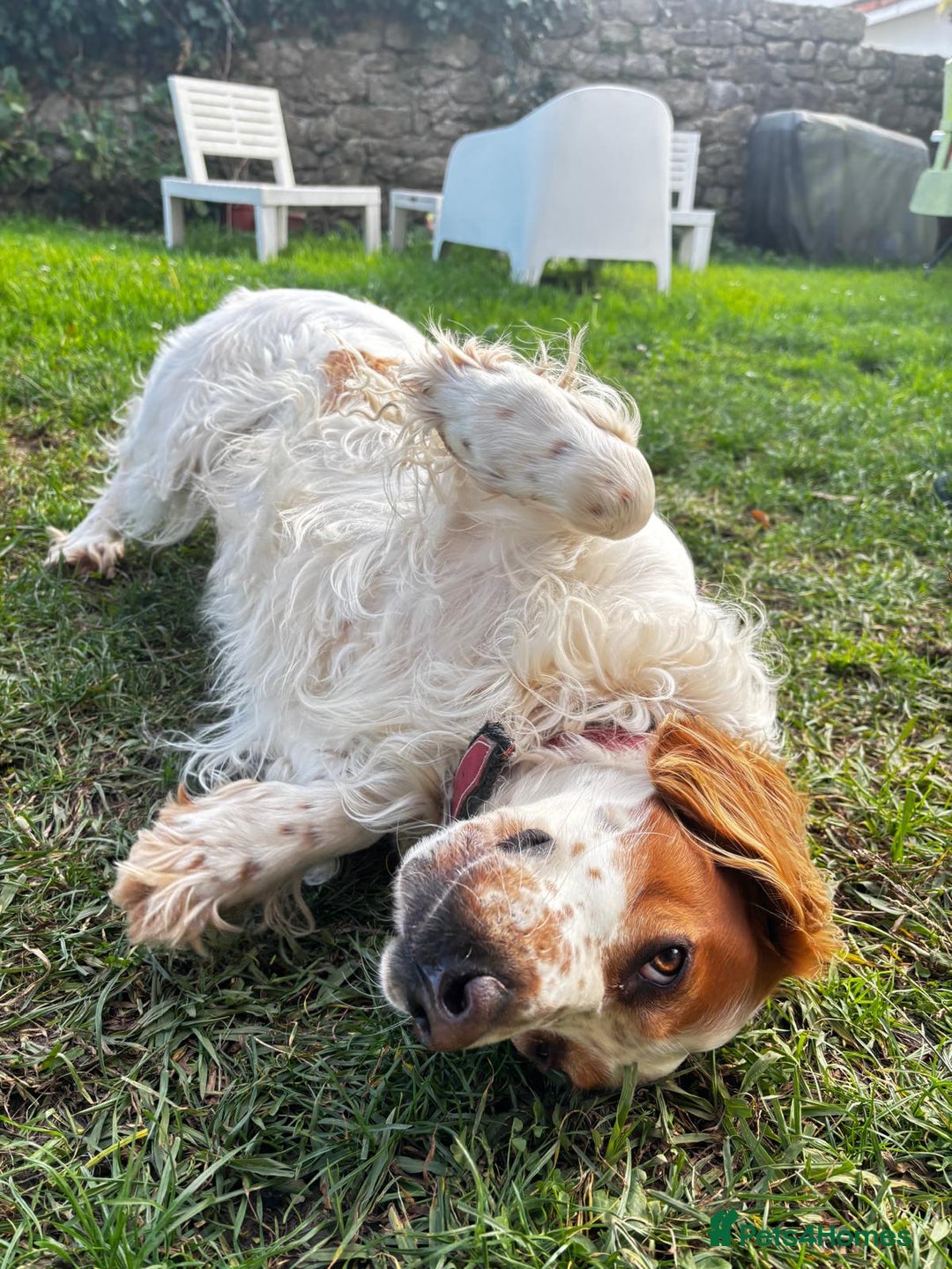 Brittany Spaniel dogs for adoption: Ronnie, 3-year old Brittany male - Advert 9