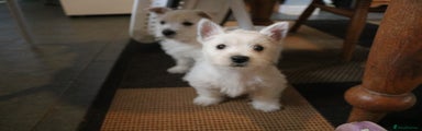West Highland Terrier Puppy 4