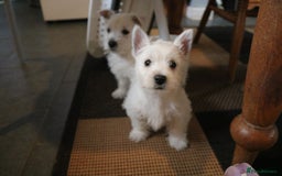West Highland Terrier dogs for sale: West Highland Terrier (Westie) Puppies for Sale - Image 9