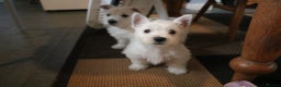 West Highland Terrier dogs for sale:  West Highland Terrier (Westie) Puppies for Sale - Advert 9