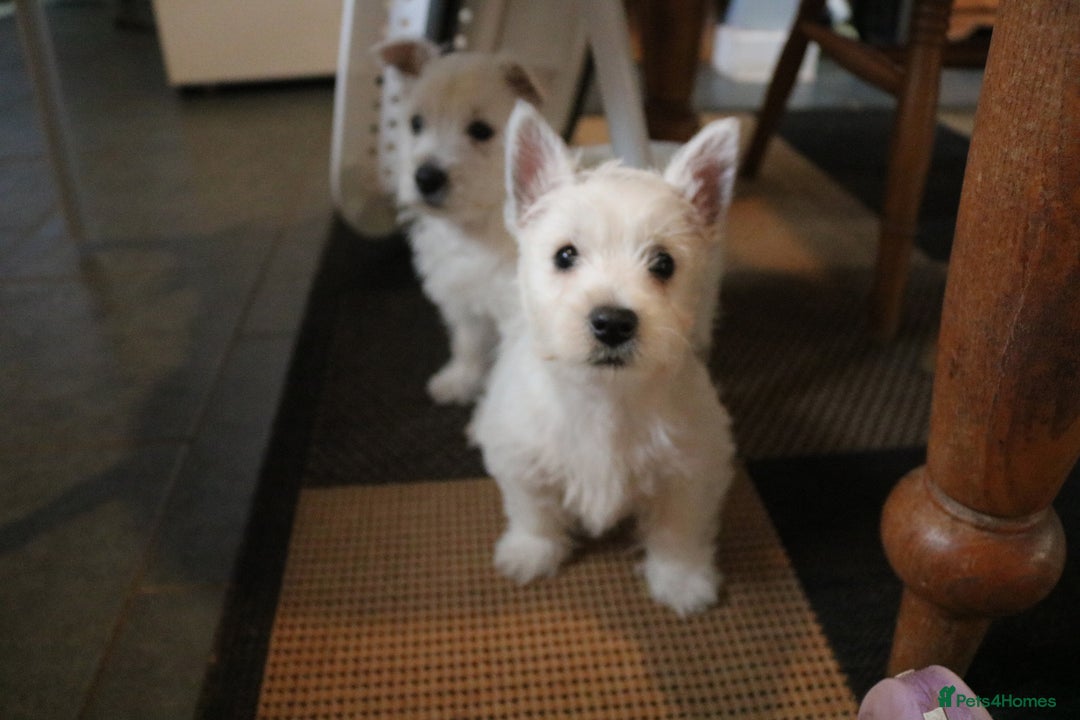 West Highland Terrier dogs for sale: West Highland Terrier (Westie) Puppies for Sale - Image 9