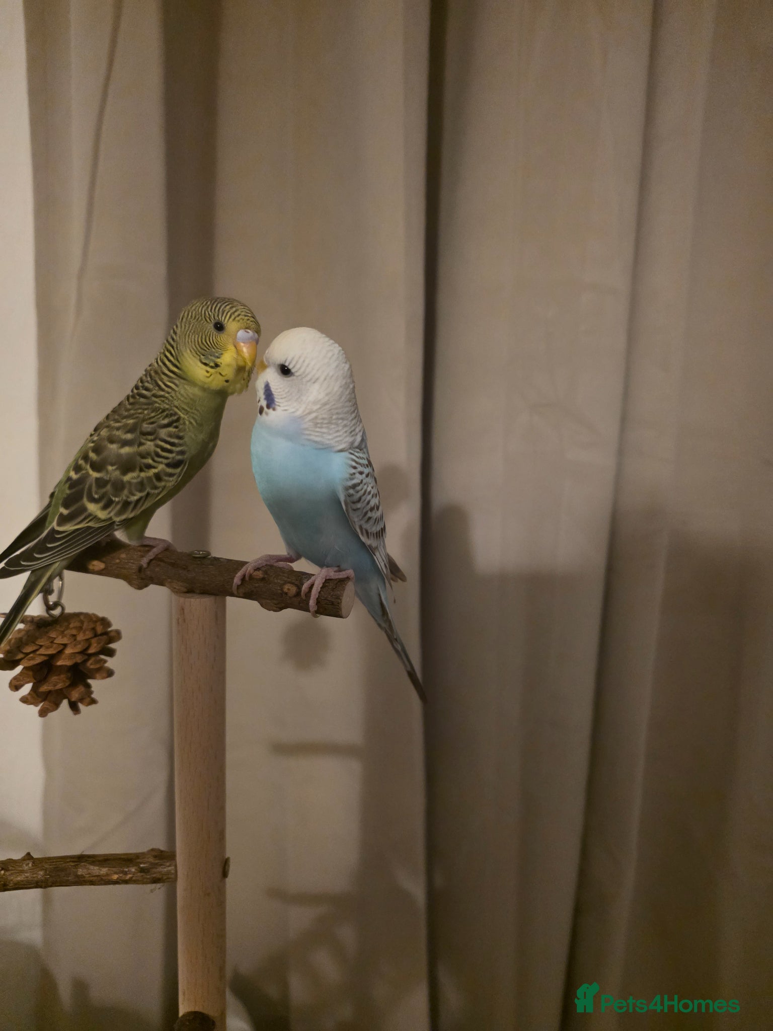 Budgerigars birds Budgies for sale - Advert 2
