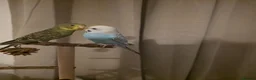 Budgerigars birds for sale: Budgies for sale - Advert 2